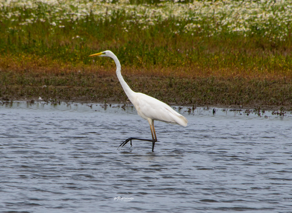 Rianne_Veeninga_grote_zilverreiger