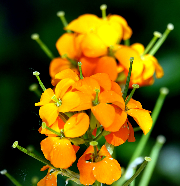 DSC00477a w