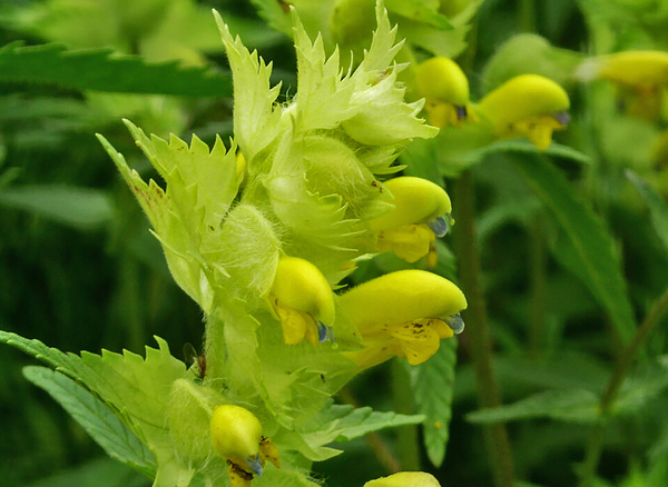 Harige ratelaar bloemen