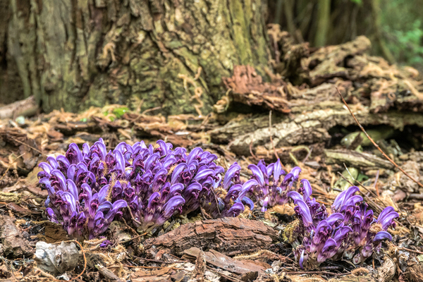 Paarse schubwortel Lathraea clandestina