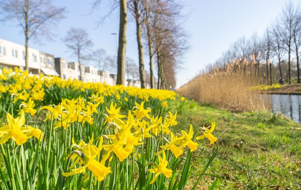 apr23 J_Stahlecker_Narcissen_Watertoren