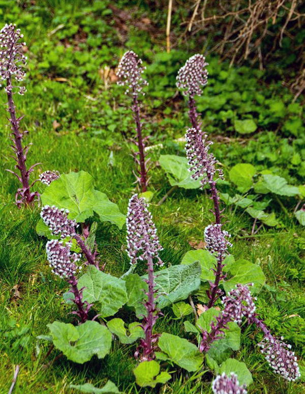 Natuurtuin groothoefblad