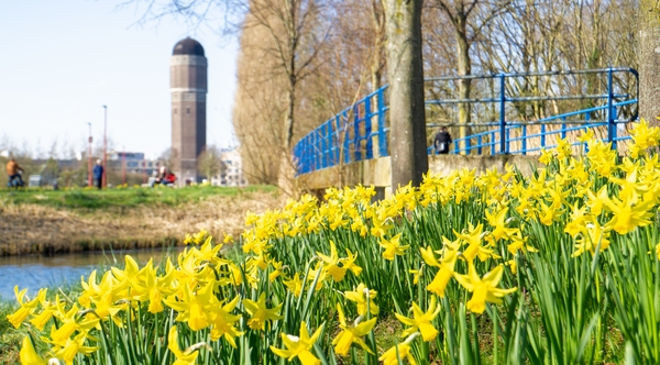 mrt23 _J_Stahlecker_Narcissen_Watertoren