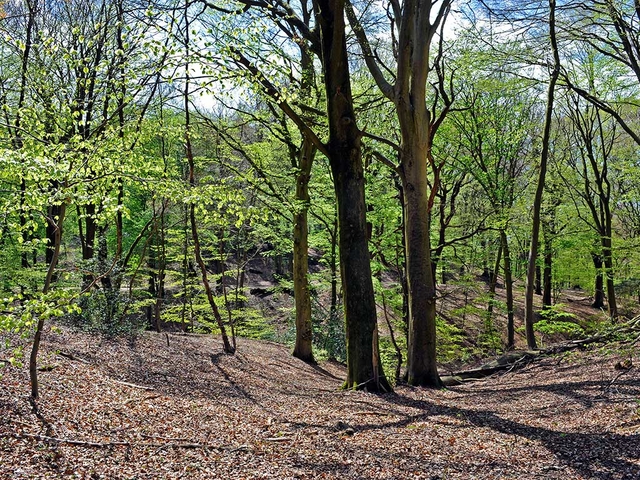 Zuid Limburg Savelsbos