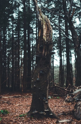 boom in speulerbos