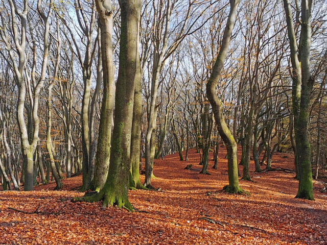 dansende bomen