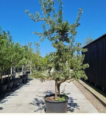 perenboom