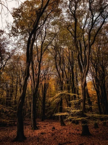 speulderbos veluwe 1152x1536 copy