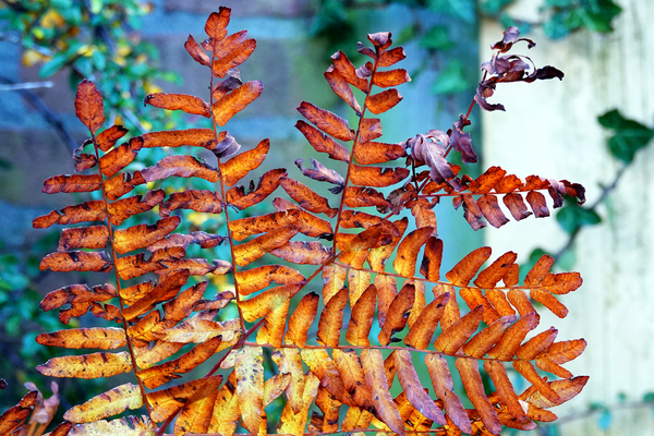 DSC01163a w