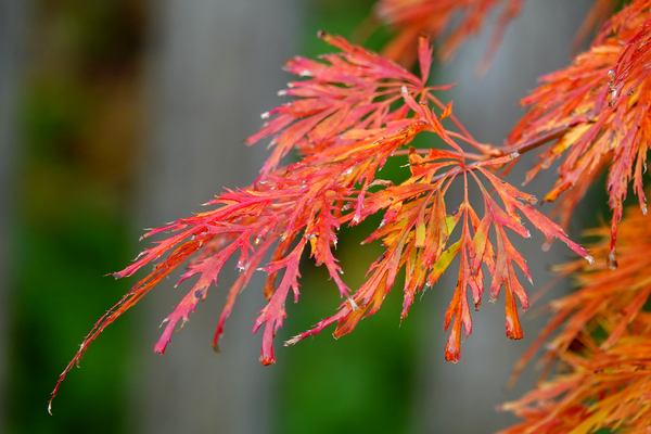 DSC01155a w
