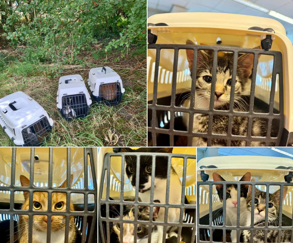 katten gedumpt 2