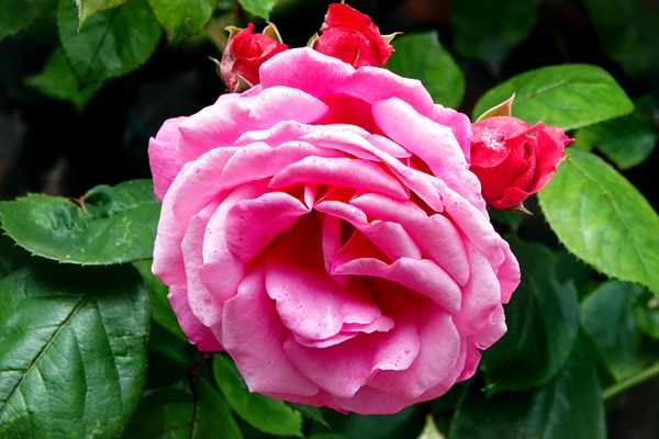 DSC00945a w