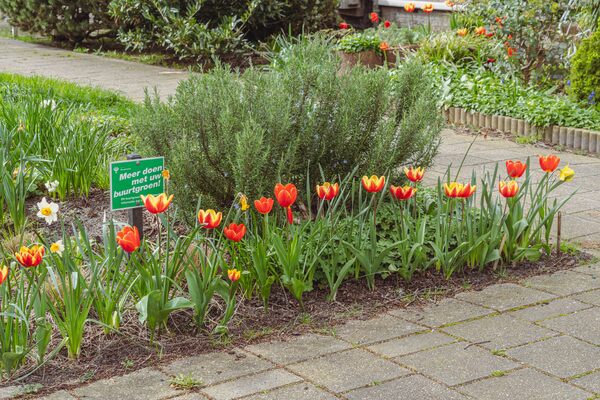 mei24 J_Stahlecker_Buurtgroen_in_de_2e_Stationstraat