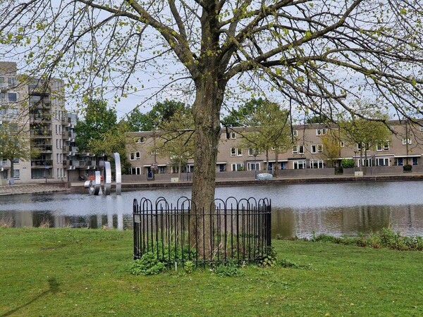vredesboom