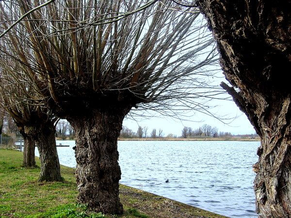 apr24 annievanopijnen zoetermeerse plas2