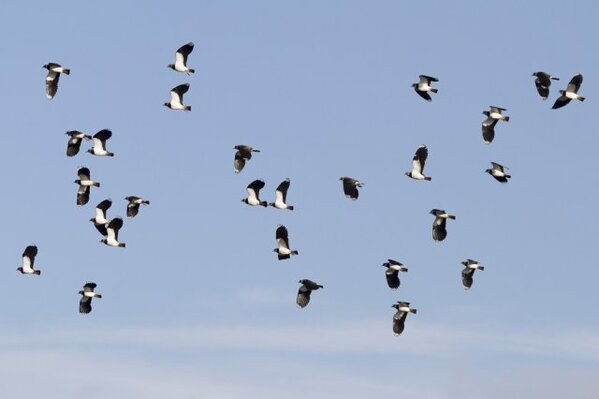 kieviten in de lucht 123rf 1000px