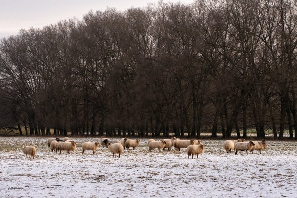 mrt24 rianne_veeninga_schapen_in_westerpark