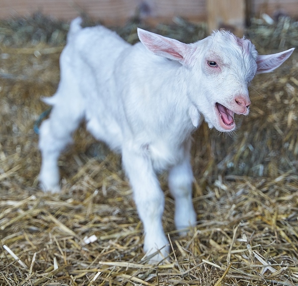 lammetjes_geertje