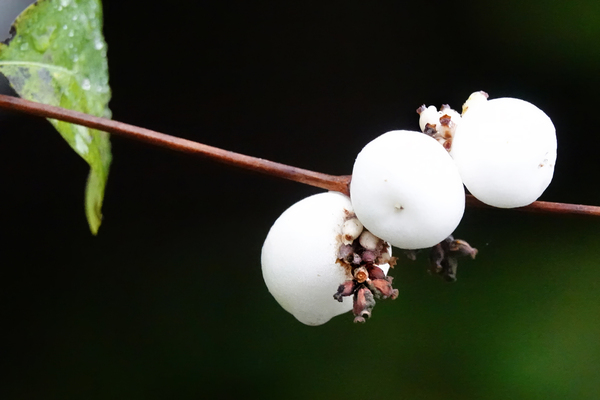 Novemberweer: van ‘warm’ naar koud naar zacht