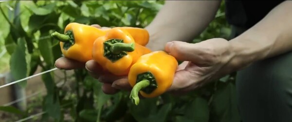 foto 1 feeding tomorrow copy