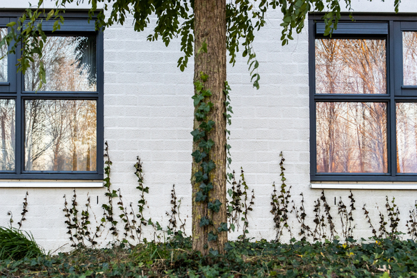 wnov25 P_Nicolaas_Balij_paddestoelen