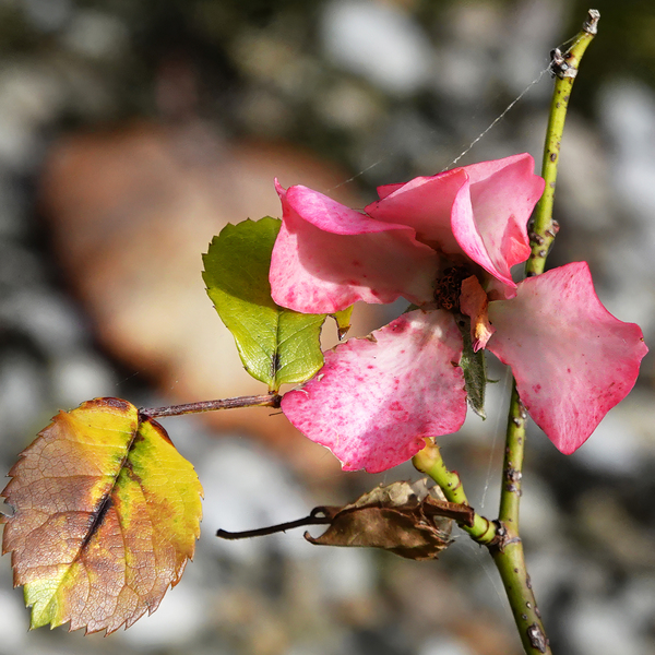 DSC01480a w