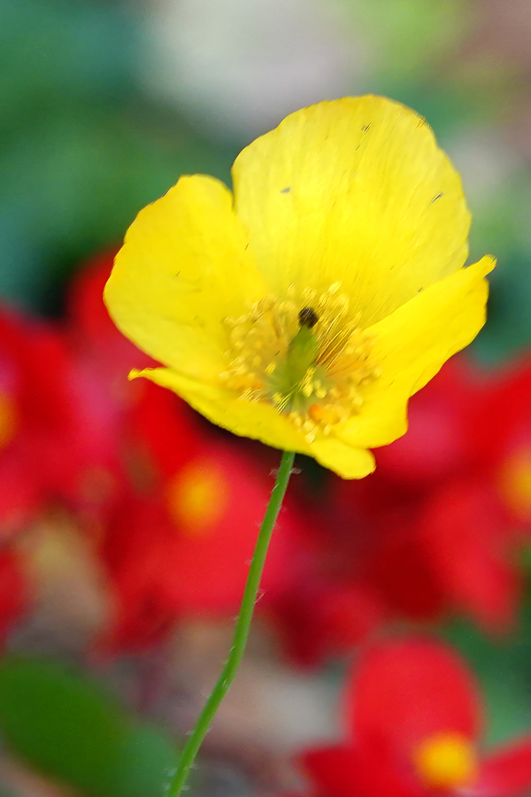 DSC01445a w