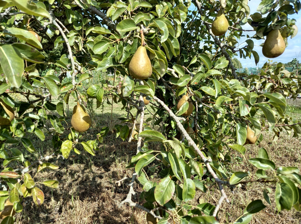 Peren 2
