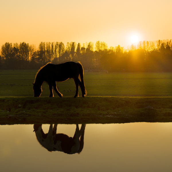 foto Ton Hermans