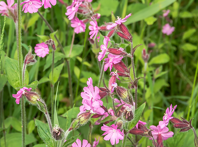 Dagkoekoeksbloem