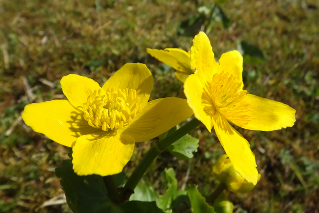 Dotterbloem