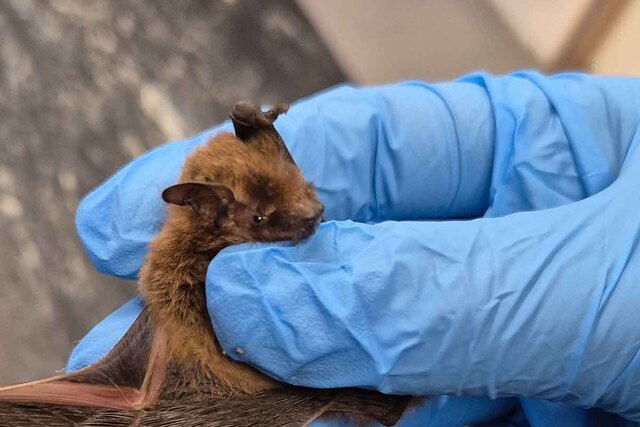dierenhospitaal vleermuis 01