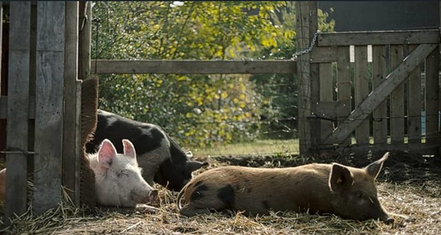 Beeld uit de film: New pigs on the block