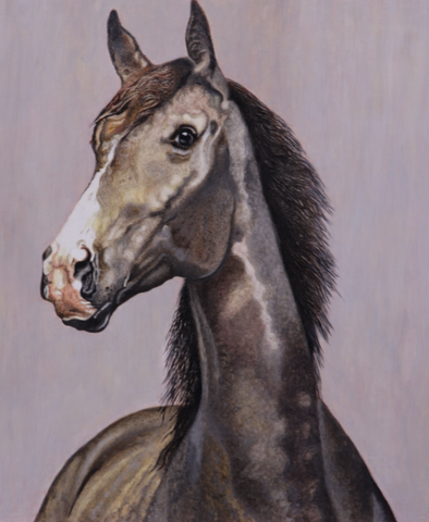 paard daniel goor