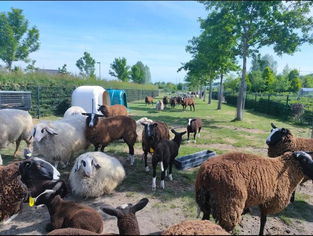 weidemolen schapen