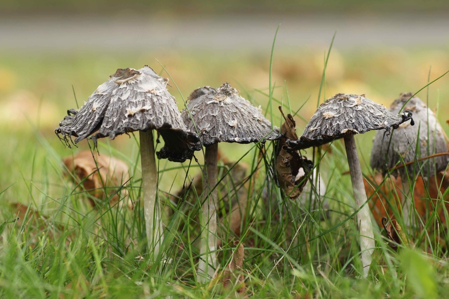 Paddenstoelen kijken in de Natuurtuin