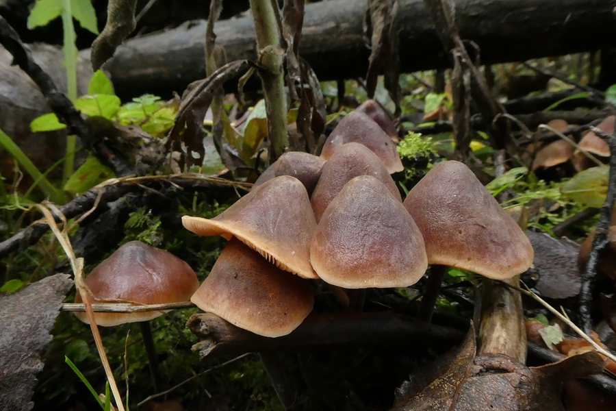 Levertraanzwam