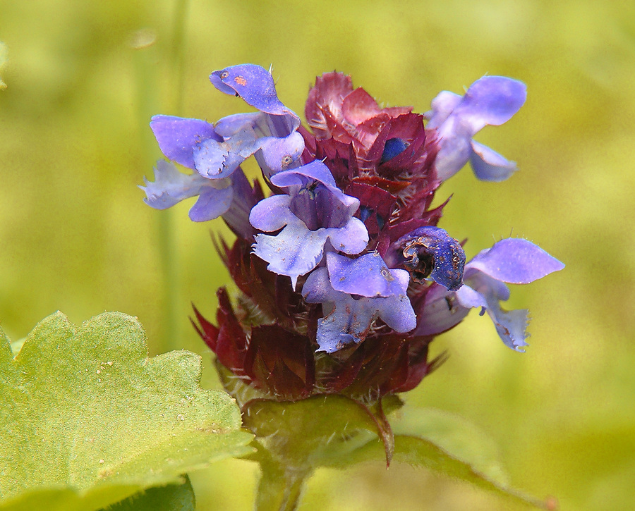bijenkorfje1