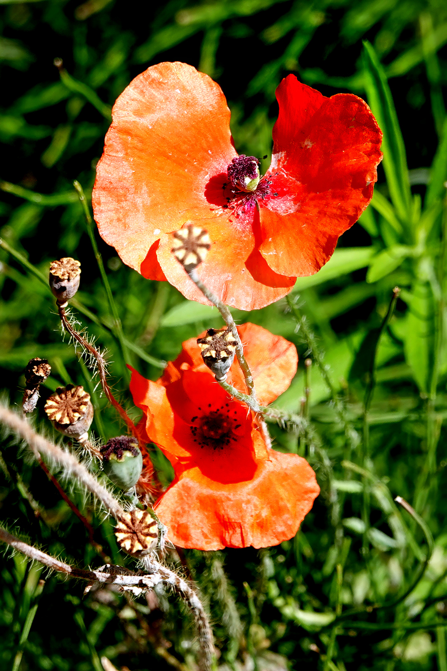 DSC02125a w