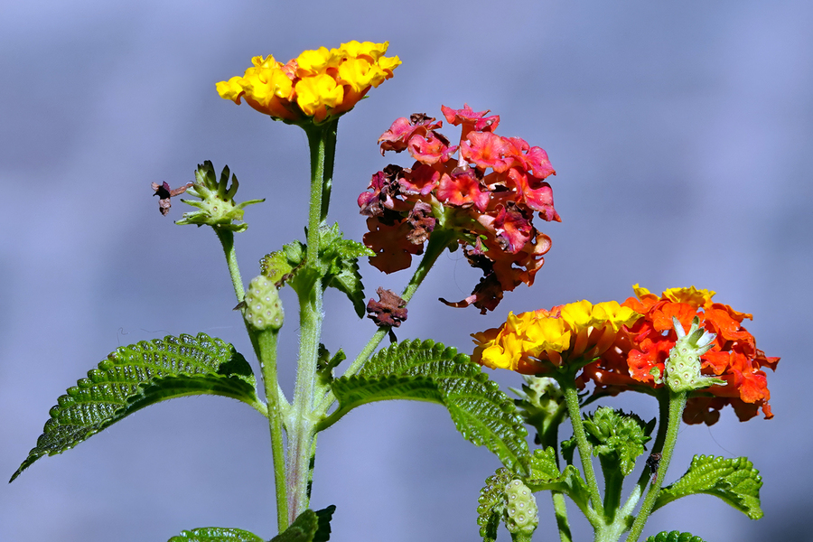 DSC02132a w