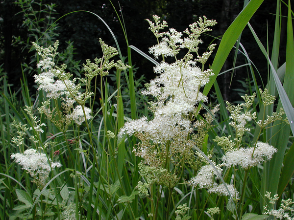 Moerasspirea