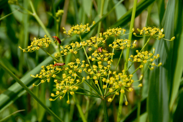 Pastinaak met rood soldaatje
