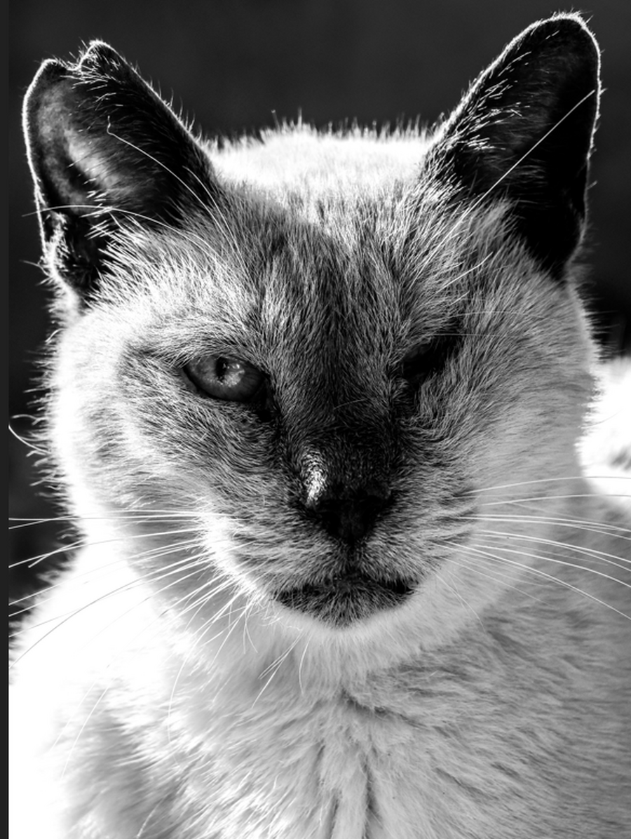 kat sharmaine