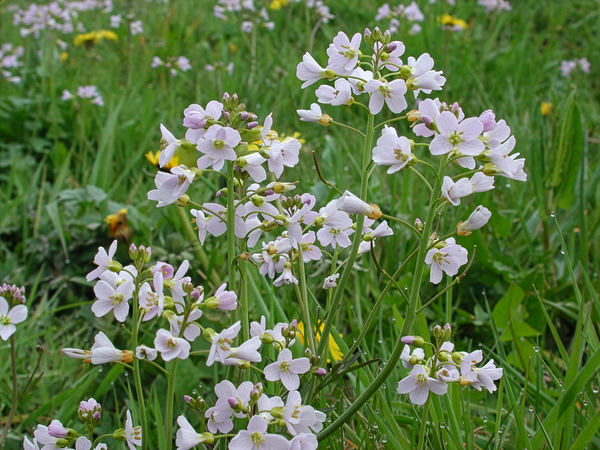 Pinksterbloem natuurtuin