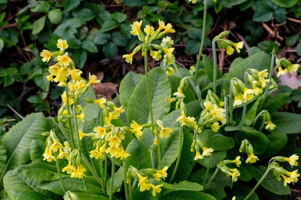 Slanke sleutelbloem natuurtuin
