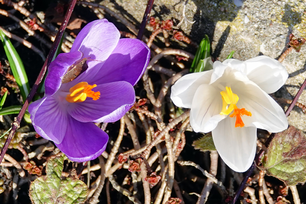 Februari eindigt met lenteweer