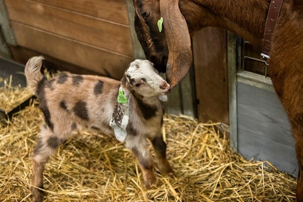 geitjes 2026 2 Guus Pauwels