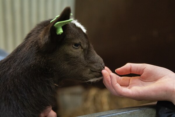 geitjes 2026 3 Guus Pauwels