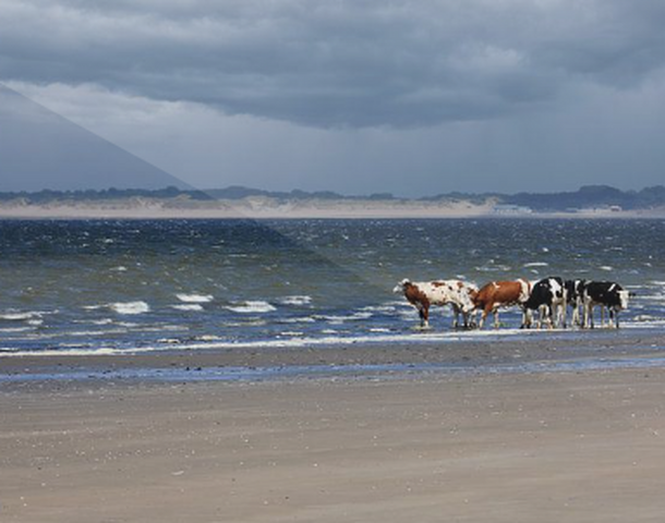 Koeien op strand