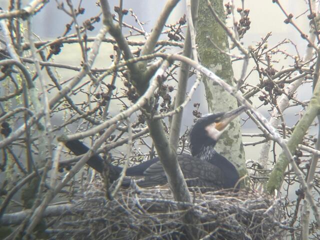Plas van Poot de onbekende natuurparel van Zoetermeer foto genomen met telescoop fotograaf Josine Boven
